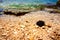 Summer background with black sea urchin Echinoidea on a pebble beach, picture with miniature filter