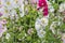 Summer background from blooming flowers of multi-colored mallow.