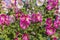 Summer background from blooming flowers of multi-colored mallow.