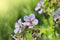 Summer background .Blue Geranium pratense flower. Geranium pratense known as the meadow crane`s-bill or meadow geranium