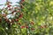 Summer background with bright red ripe berries honeysuckle