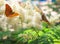 Summer background. Butterfly urticaria sits on a flower