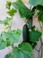 Summer background with climbing cucumber home cultivation.