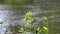 Summer Background - Coastal willow bushes sway in the wind against the blurred background of the running river.