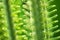 Summer background of the curled green fronds of a sago palm leaf, horizontal