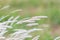 Summer background, dry grass flower blowing in the wind, red reed sway in the wind with blue sky background