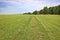 Summer background. A field road overgrown with grass in the middle of a meadow.