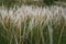 Summer background from field tall grass feather grass. Steppe plant Stipa close-up,