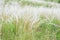 Summer background from field tall grass feather grass. Steppe plant Stipa close-up, nature outdoors