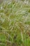 Summer background from field tall grass feather grass. Steppe plant Stipa close-up, nature outdoors