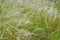 Summer background from field tall grass feather grass. Steppe plant Stipa close-up, nature outdoors