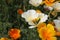 Summer background. Flowers of eschscholzia californica or californian poppy, flowering plant of family papaveraceae