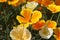 Summer background. Flowers of eschscholzia californica or californian poppy, flowering plant of family papaveraceae