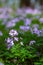 Summer background - fresh lilac wildflowers among lush green grass