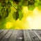 Summer Background with Green Linden Leaves, Sunshine Bokeh