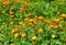 Summer background with growing flowers calendula.