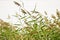 Summer background - lake reeds with seed panicles. Coastal landscape