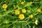 Summer background of small yellow flowers of a wild buttercup.