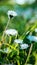 summer background. soft focus. Little white wildflower daisy flower on green blurred grass background. Natural background for