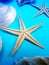 Summer background with starfish and seashells