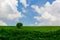 Summer background. warm sunny weather on a meadow with a bush. A blue sky with white clouds.