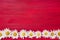 Summer background. White daisy border on red background. Copy sp