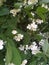 summer background: white false jasmine flowers among leaves