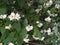 summer background: white false jasmine flowers among leaves