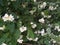 summer background: white false jasmine flowers among leaves