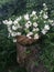 Summer background: wicker basket with false jasmine flowers on an old stump among leaves