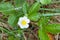 Summer background with wild grass, drops, flowers. Forest after rain