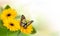 Summer background with yellow beautiful flowers and butterfly.