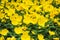 Summer background with yellow evening primrose.The background is blurred.