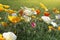 Summer backgroung. Flowers of eschscholzia californica or golden californian poppy, cup of gold, flowering plant in family