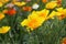 Summer backgroung. Flowers of eschscholzia californica or golden californian poppy, cup of gold, flowering plant in family