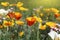 Summer backgroung. Flowers of eschscholzia californica or golden californian poppy, cup of gold, flowering plant in family