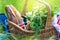 Summer basket for picnic with wine, bread, fruits and snacks