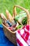 Summer basket for picnic with wine, bread, fruits and snacks