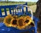 Summer Basket of Sunflowers in
