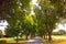 Summer in Bavaria, solitary alley between fields