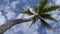 Summer beach background palm tree against blue sky panorama, tropical Caribbean