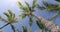 Summer beach background palm trees against blue sky panorama, tropical Caribbean