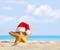 Summer beach. Merry Christmas. Starfish in Santa Claus hat.