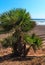 Summer beach and palm tree Spain.