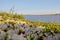 Summer Beach tundra polar region