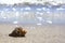 Summer beach vacation background with seashell, sand, sea and space for text. Single shell on the sand beach