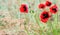 Summer beautiful red poppy and white camomile flowers on blue sky with cloud background. selective focus