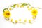 Summer beauty mockup of flowers of sunflower, cherry plum and twigs decorative willow on a white background,copy space