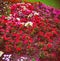 Summer bedding plants in a pink and red geranium flower bed