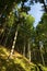 Summer beech forest - look up